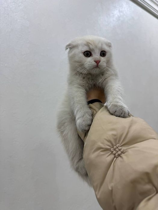 Scottish fold õgil bola