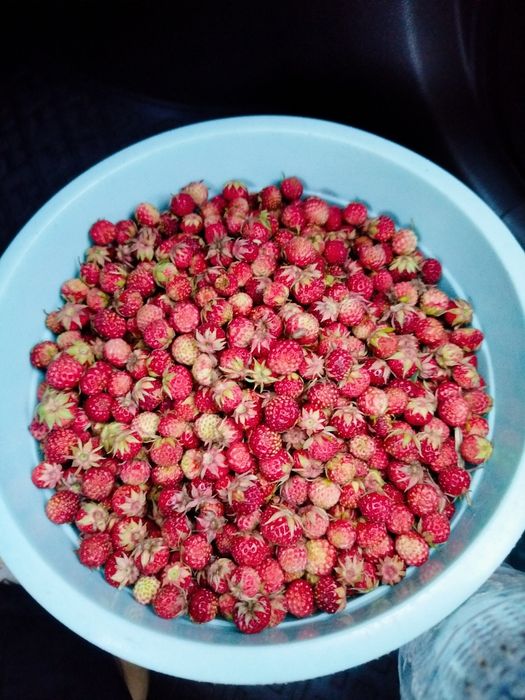 Продам  клубнику