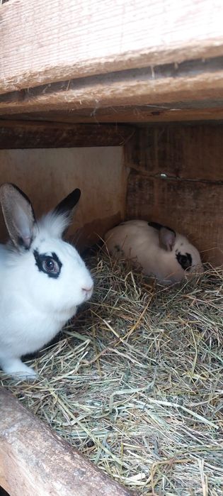 Vând iepuri cu prețul de 40 lei pe bucată