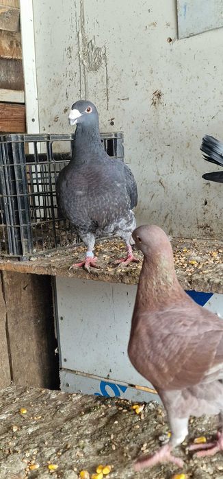 Vând voiajori germani