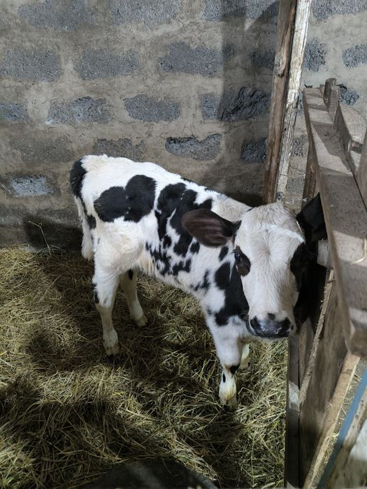 Продам телят бычки телята