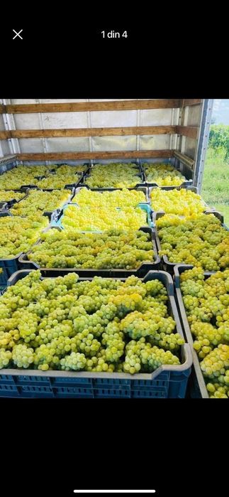 Struguri de vin toate soiurile feteasca regala galbena de Odobești ris