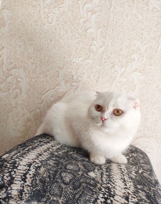 Продается шикарный белый котенок девочка