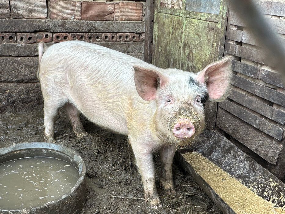 Продавам млади прасета