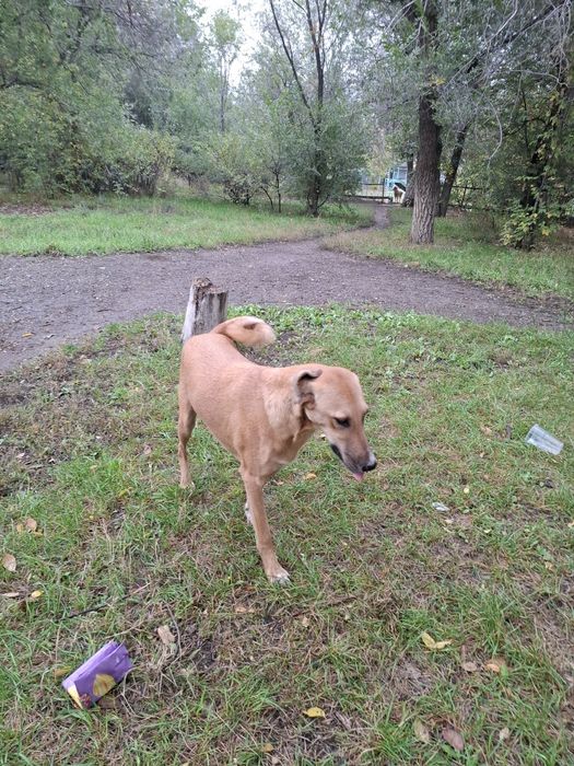 Помощь животным.