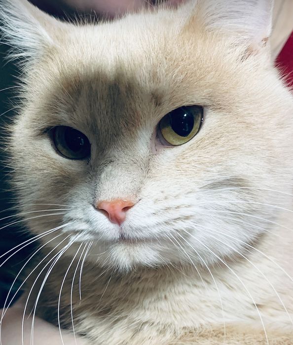 Кот британец , в добрые руки 10 месяцев