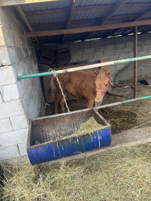 Жабагы сатылады