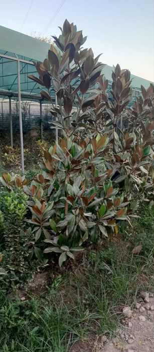 Magnoliya glandiflora Italyanski