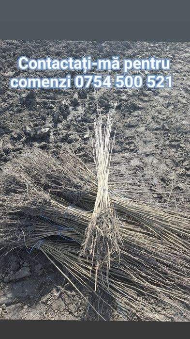 Puieti de salcâm de la 30 bani-1.20 bani