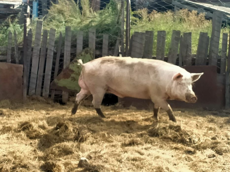 Продам кабана производителя (на случку)