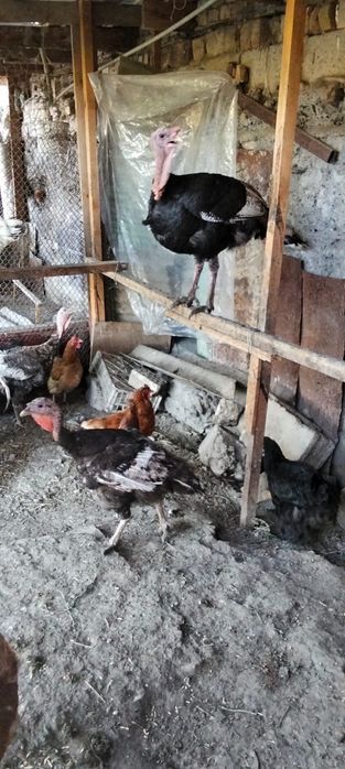 Продам индюков самца и 3самки