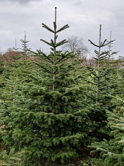 Brazi de vânzare 100 Ron bucata la alegere