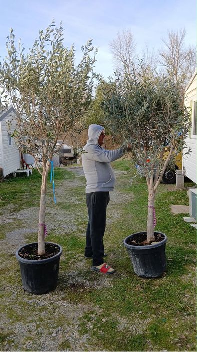 Măslin decorativ – 2 metri înălțime – foarte sănătos și bine îngrijit