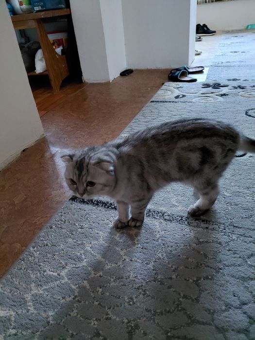 Срочно продаются