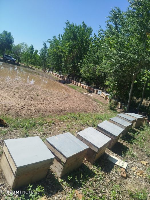 Asal ari va uyalari sotiladi.MANZIL BUXORO VILOYATI QORAKOʻL TUMAN