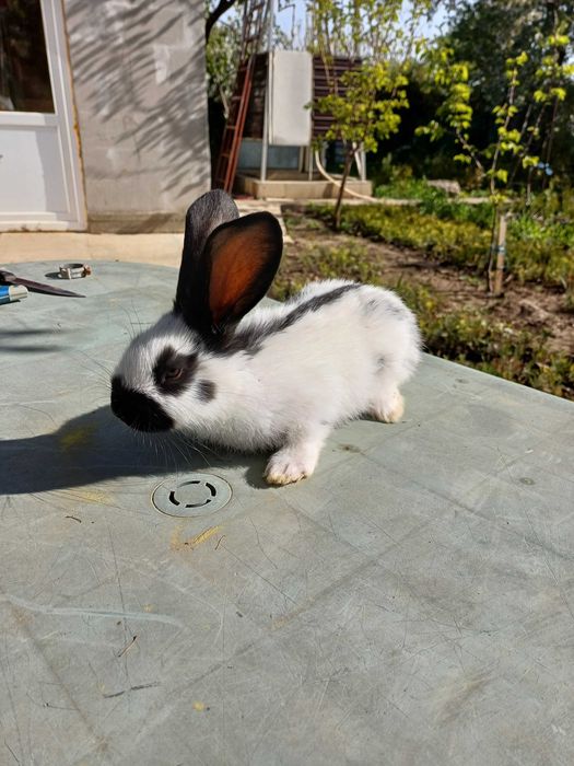 Iepuri diferite rase la preturi bune