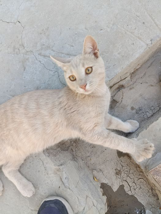 Отдам котят/кошек