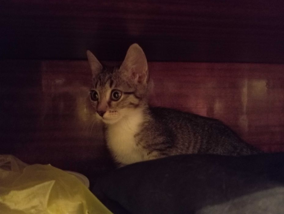 Котёнок в добрые руки