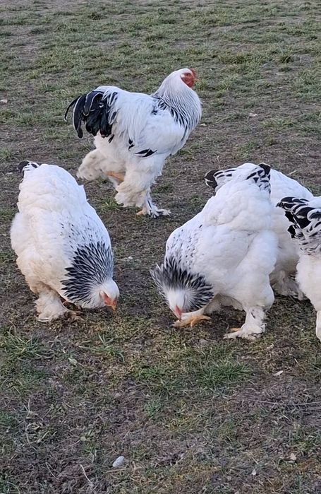 Ouă incubat brahma herminat deschis