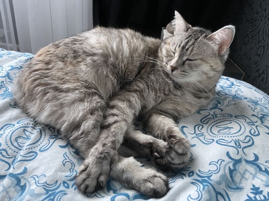 Кошку в добрые руки