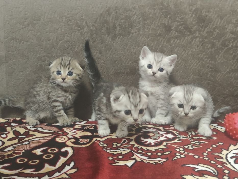 Продам 4-х котят