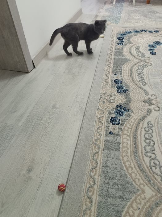 Акылды еркек мысык