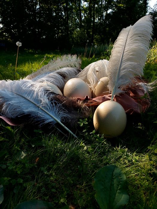 Ouă de struț pentru consum