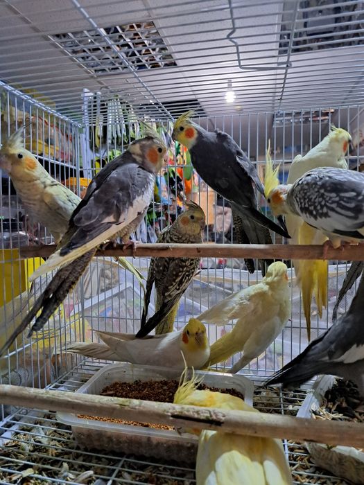 Корелла в зоомагазине