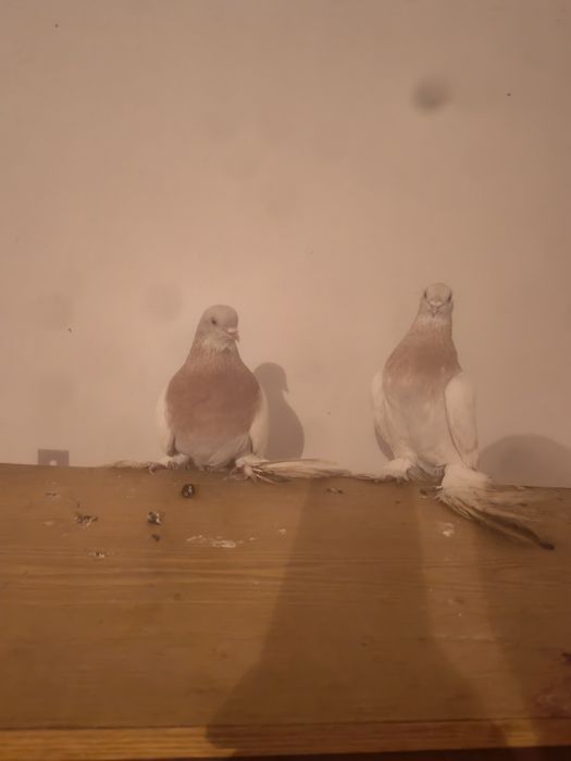 Продам игровых рантовых голубей