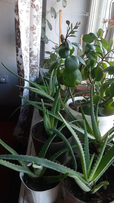 Продам алое вера лечебная.