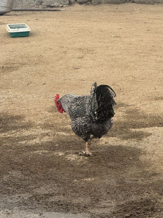 Әтеш сатылады 9 айлық