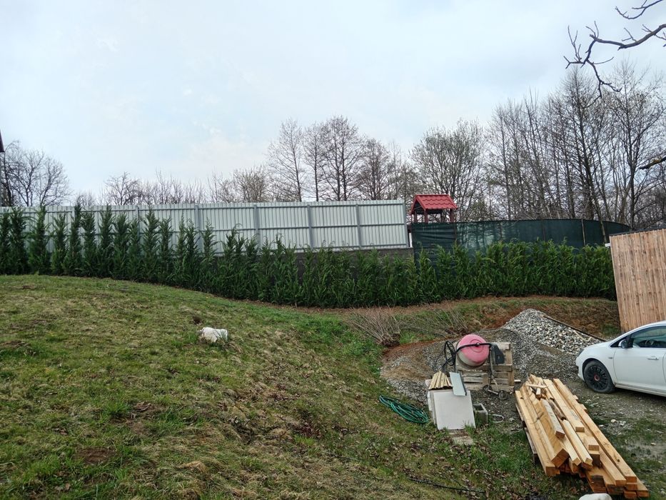 Cypress Leylandii