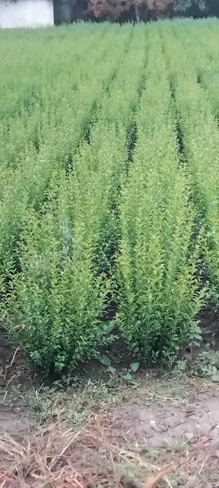 Лигуструм на гол корен