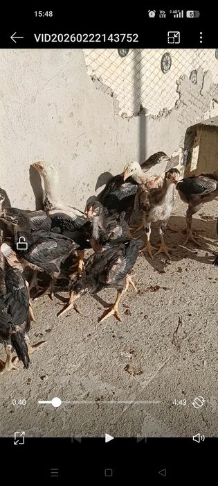 Дакан бойцовые цеплята