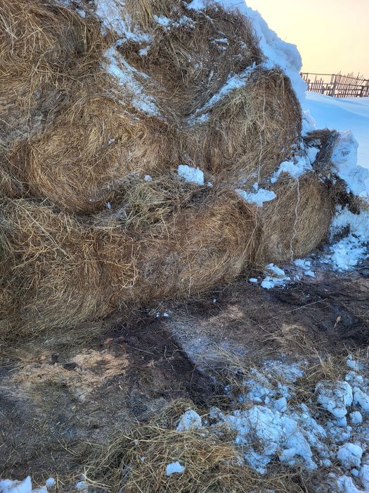 Сено рулон 24 г луговое