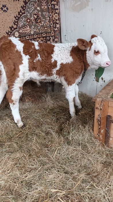 Vând  vițel bălțat românesc