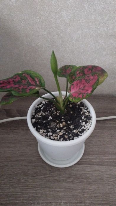 Комнатное растение аглаонема, район Евразии