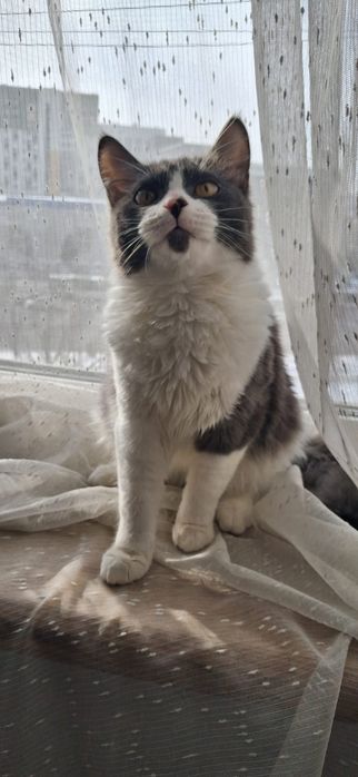 Кошечка и котики в добрые руки