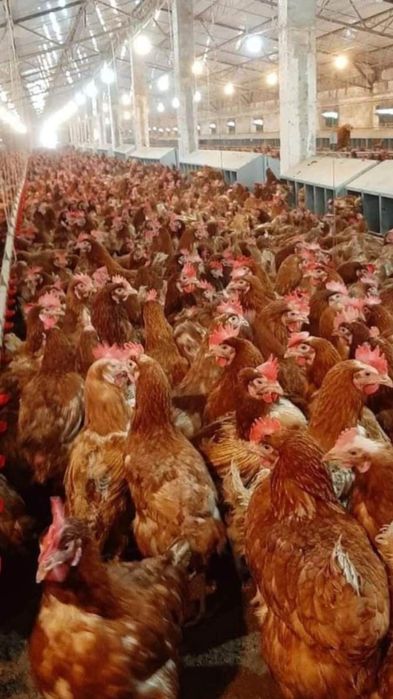 Vând găini outoare