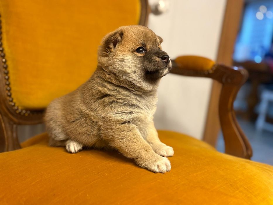 Vand fetita shiba inu