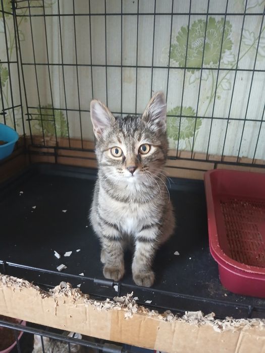 Крутая Кошка девочка в семью