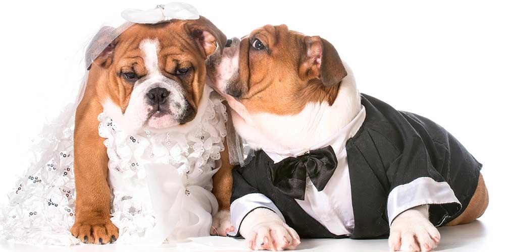 Помогу повязать и развязать Ваших собак