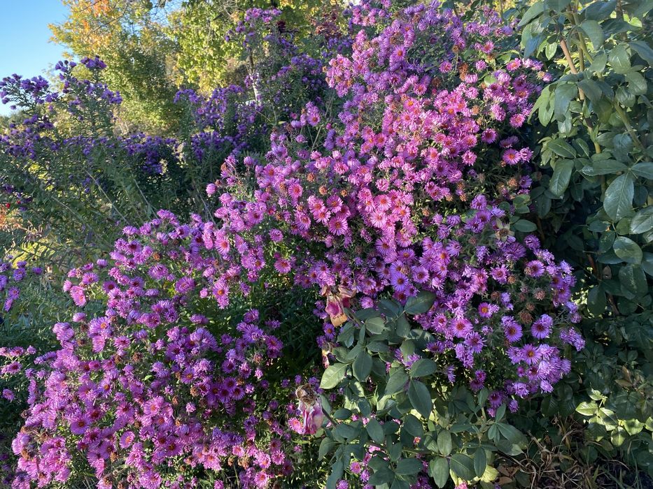 Цветы садовые многолетние