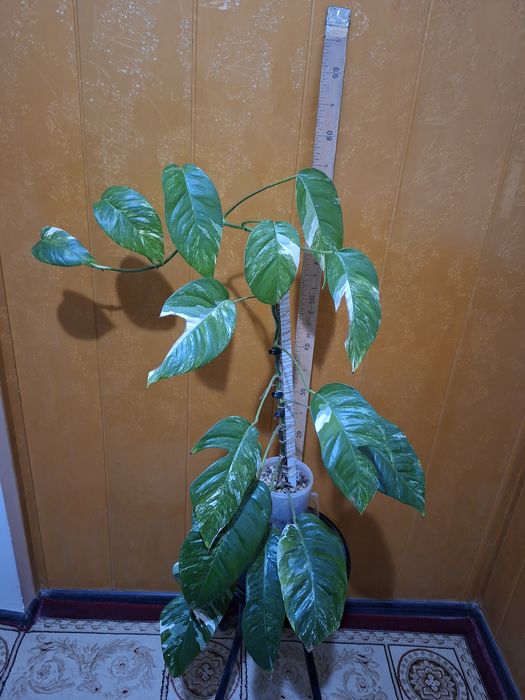 Продам цветок Эпипремнум пинатум вайт