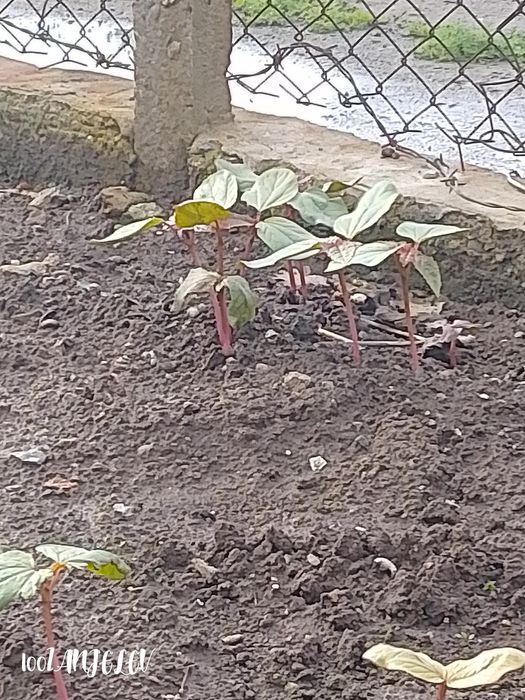 Семена Рицин (кърлеж)