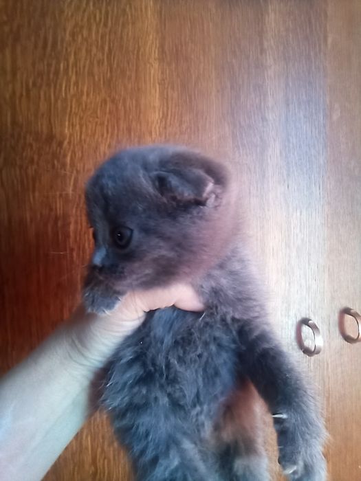 Вислоухие котята