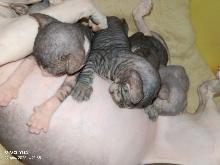 Котята канадский сфинкс