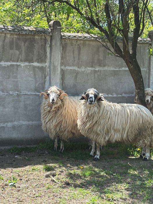 Berbeci deosebiți de vânzare – crescuți de mici, foarte bine îngrijiți