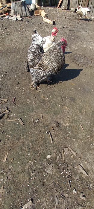 Vînd sau Schimb COCOȘ DE Rasă ȘI 2 Găini
