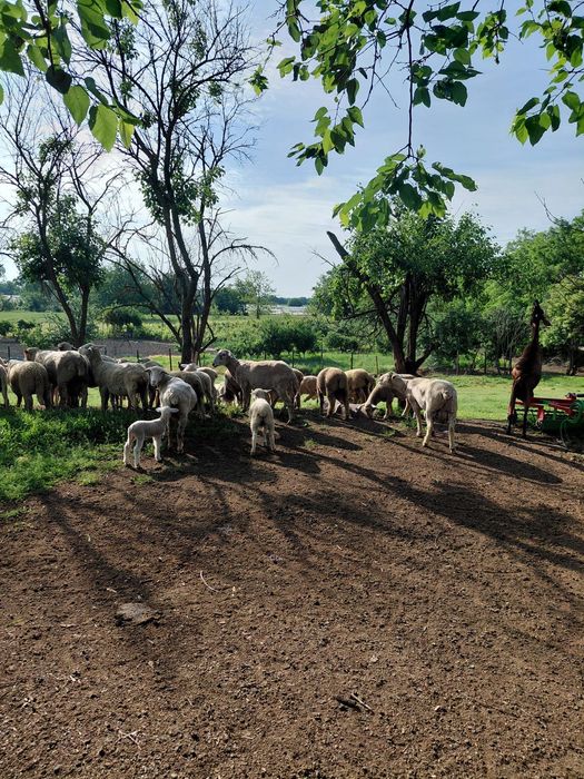 Miei Ile de France, cu mame merinos